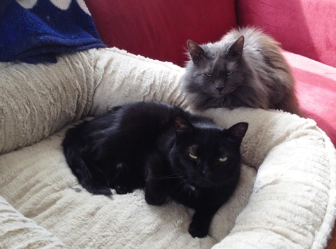 Cricket and Gracie.jpg Cricket and Gracie